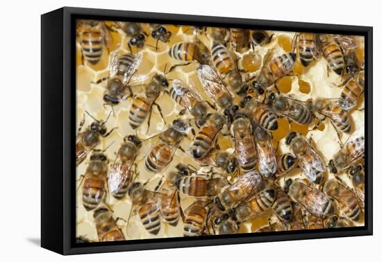 Bee Keeping at Arlo's Honey Farm, Kelowna, British Columbia, Canada-Michael DeFreitas-Framed Stretched Canvas