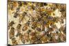 Bee Keeping at Arlo's Honey Farm, Kelowna, British Columbia, Canada-Michael DeFreitas-Mounted Photographic Print