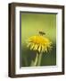 Bee lands on dandelion-Benjamin Engler-Framed Photographic Print