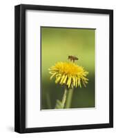 Bee lands on dandelion-Benjamin Engler-Framed Photographic Print