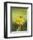 Bee lands on dandelion-Benjamin Engler-Framed Photographic Print