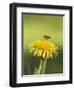 Bee lands on dandelion-Benjamin Engler-Framed Photographic Print