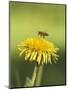 Bee lands on dandelion-Benjamin Engler-Mounted Photographic Print