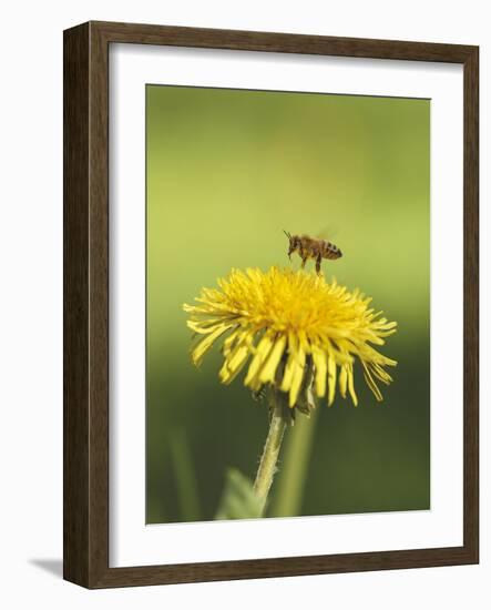 Bee lands on dandelion-Benjamin Engler-Framed Photographic Print