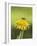 Bee lands on dandelion-Benjamin Engler-Framed Photographic Print