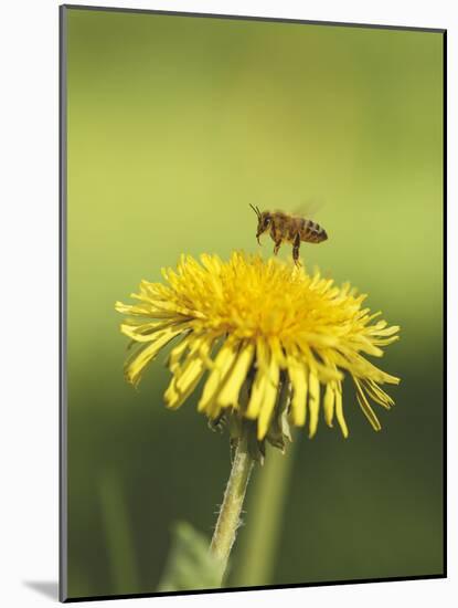 Bee lands on dandelion-Benjamin Engler-Mounted Photographic Print