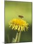Bee lands on dandelion-Benjamin Engler-Mounted Photographic Print