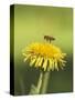 Bee lands on dandelion-Benjamin Engler-Stretched Canvas
