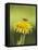 Bee lands on dandelion-Benjamin Engler-Framed Stretched Canvas