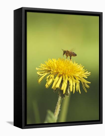 Bee lands on dandelion-Benjamin Engler-Framed Stretched Canvas