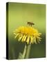 Bee lands on dandelion-Benjamin Engler-Stretched Canvas