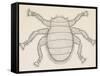Bee Louse (Braula Coeca), Diptera, Drawing-null-Framed Stretched Canvas