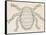 Bee Louse (Braula Coeca), Diptera, Drawing-null-Framed Stretched Canvas