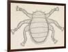 Bee Louse (Braula Coeca), Diptera, Drawing-null-Framed Giclee Print