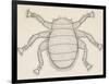 Bee Louse (Braula Coeca), Diptera, Drawing-null-Framed Giclee Print