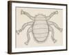 Bee Louse (Braula Coeca), Diptera, Drawing-null-Framed Giclee Print