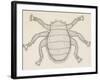 Bee Louse (Braula Coeca), Diptera, Drawing-null-Framed Giclee Print