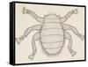 Bee Louse (Braula Coeca), Diptera, Drawing-null-Framed Stretched Canvas