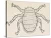 Bee Louse (Braula Coeca), Diptera, Drawing-null-Stretched Canvas