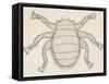 Bee Louse (Braula Coeca), Diptera, Drawing-null-Framed Stretched Canvas