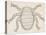Bee Louse (Braula Coeca), Diptera, Drawing-null-Stretched Canvas