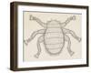 Bee Louse (Braula Coeca), Diptera, Drawing-null-Framed Giclee Print