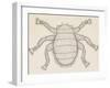 Bee Louse (Braula Coeca), Diptera, Drawing-null-Framed Giclee Print
