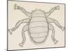 Bee Louse (Braula Coeca), Diptera, Drawing-null-Mounted Giclee Print