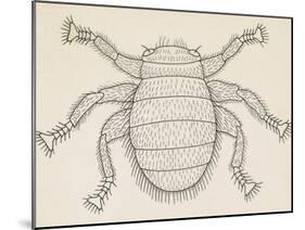 Bee Louse (Braula Coeca), Diptera, Drawing-null-Mounted Giclee Print