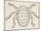 Bee Louse (Braula Coeca), Diptera, Drawing-null-Mounted Giclee Print