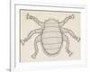 Bee Louse (Braula Coeca), Diptera, Drawing-null-Framed Giclee Print