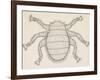 Bee Louse (Braula Coeca), Diptera, Drawing-null-Framed Giclee Print