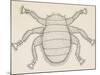 Bee Louse (Braula Coeca), Diptera, Drawing-null-Mounted Giclee Print