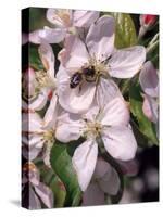 Bee on Apple Blossoms-John Luke-Stretched Canvas