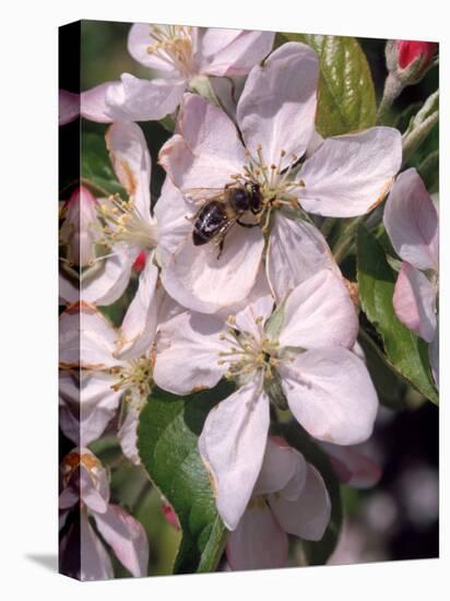 Bee on Apple Blossoms-John Luke-Stretched Canvas