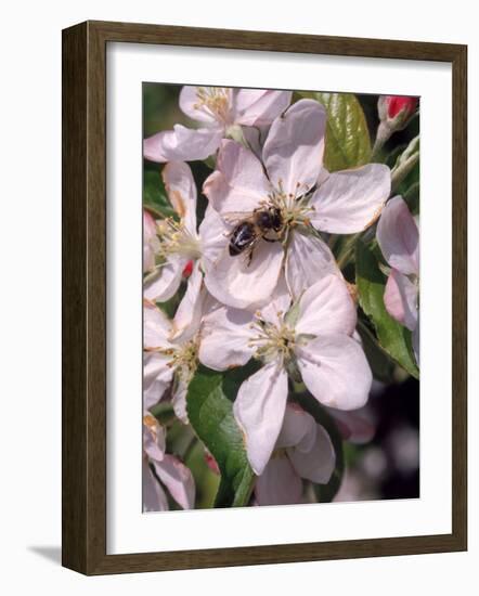 Bee on Apple Blossoms-John Luke-Framed Photographic Print