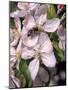 Bee on Apple Blossoms-John Luke-Mounted Photographic Print