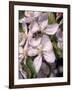 Bee on Apple Blossoms-John Luke-Framed Photographic Print