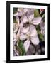 Bee on Apple Blossoms-John Luke-Framed Photographic Print