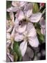 Bee on Apple Blossoms-John Luke-Mounted Photographic Print