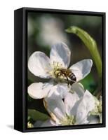 Bee on Apple Blossoms-John Luke-Framed Stretched Canvas