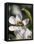 Bee on Apple Blossoms-John Luke-Framed Stretched Canvas