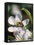 Bee on Apple Blossoms-John Luke-Framed Stretched Canvas