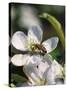 Bee on Apple Blossoms-John Luke-Stretched Canvas