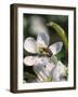 Bee on Apple Blossoms-John Luke-Framed Photographic Print