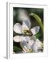 Bee on Apple Blossoms-John Luke-Framed Photographic Print