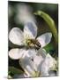 Bee on Apple Blossoms-John Luke-Mounted Photographic Print