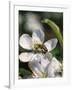 Bee on Apple Blossoms-John Luke-Framed Photographic Print