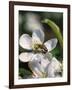 Bee on Apple Blossoms-John Luke-Framed Photographic Print