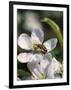 Bee on Apple Blossoms-John Luke-Framed Photographic Print